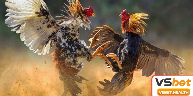 Kinh Nghiệm Xem Đá Gà Ăn Tiền - Cập Nhật 3 Kỹ Thuật Chiến Siêu Đỉnh