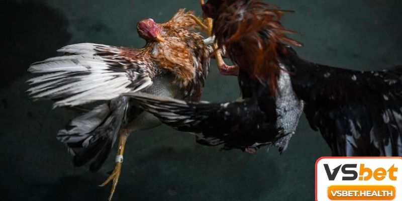 Lý do khi áp dụng kinh nghiệm xem đá gà ăn tiền