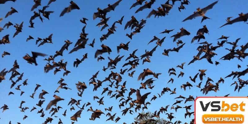 Một số chiêm bao thấy dơi khác và con số may mắn